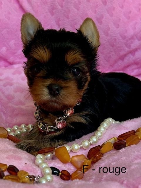 Chiot N°2