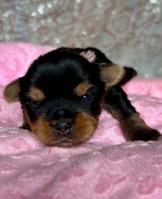 Les chiots de Yorkshire Terrier