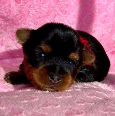 Les chiots de Yorkshire Terrier