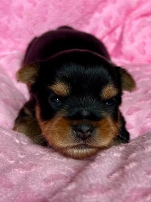 Les chiots de Yorkshire Terrier