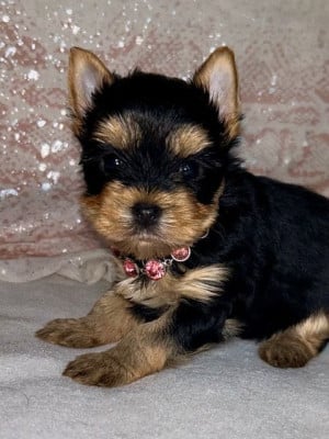 Les chiots de Yorkshire Terrier