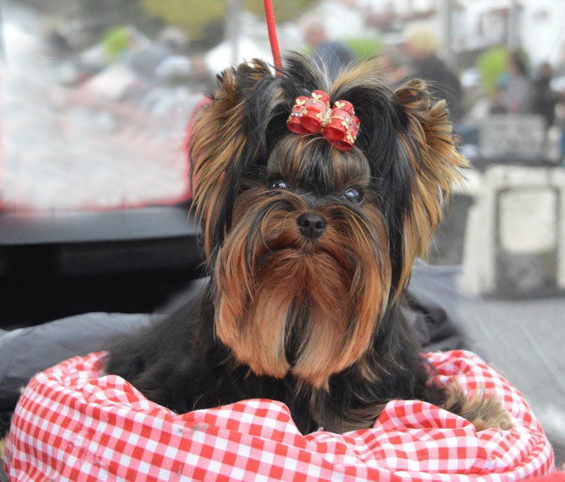 Pepper pink du domaine des chenes garance - TRES PROMETTEUR