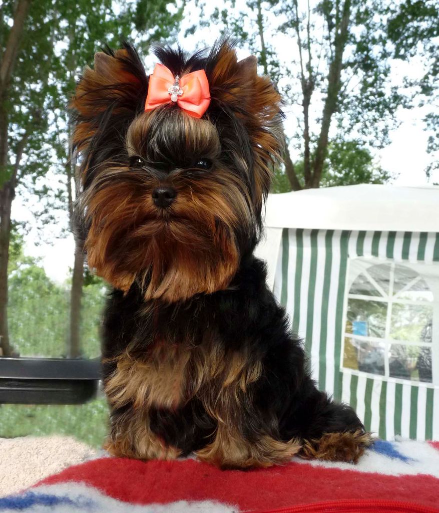 Pepper pink du domaine des chenes garance - MEILLEUR BABY - TRES PROMETTEUR