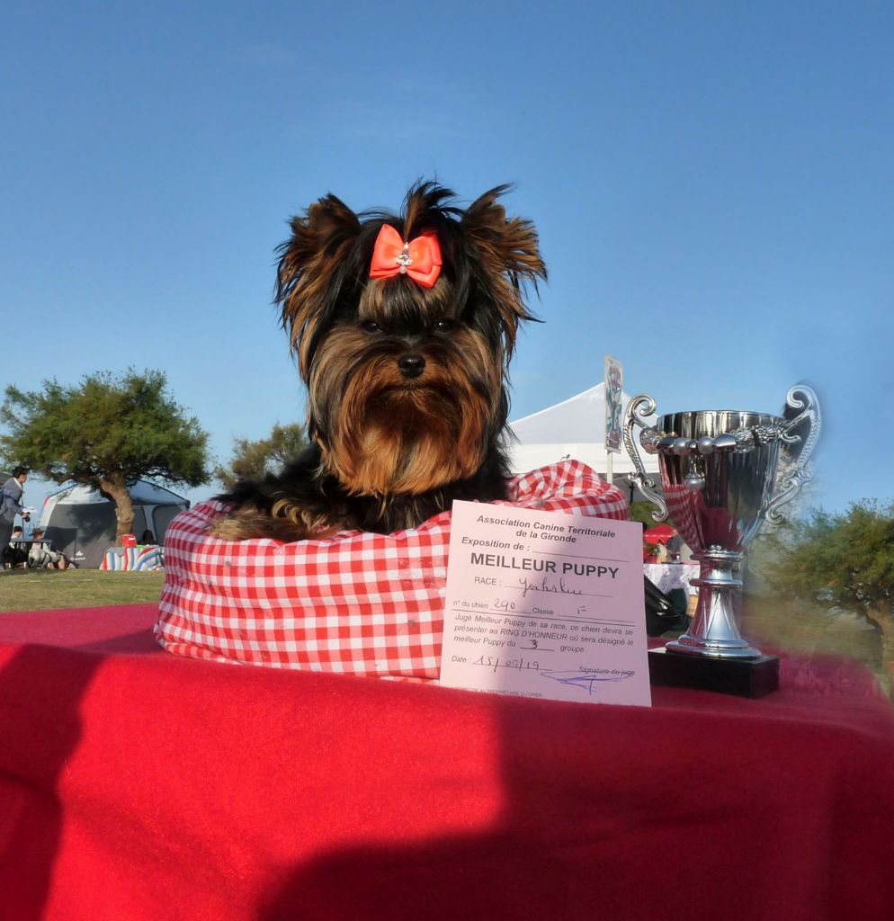 Pepper pink du domaine des chenes garance - MEILLEUR PUPPY - TRES PROMETTEUR