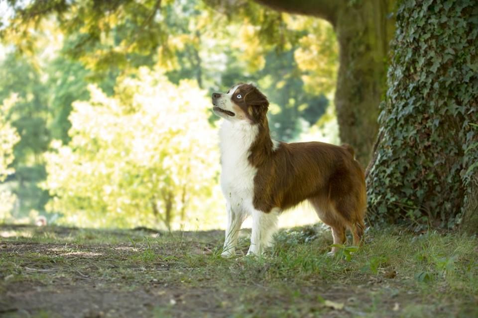 Publication : De l'Univers d'Evine Auteur : Margot Guillet