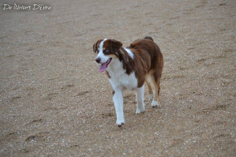 Publication : De l'Univers d'Evine Auteur : Margot Guillet