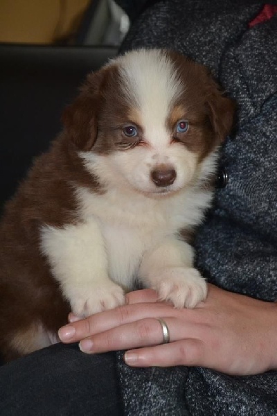 Publication : De l'Univers d'Evine Auteur : Margot Guillet