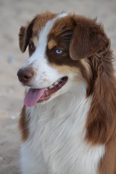 Publication : De l'Univers d'Evine Auteur : Margot Guillet