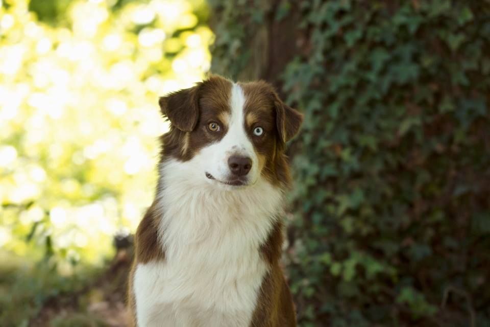 Publication : De l'Univers d'Evine Auteur : Margot Guillet