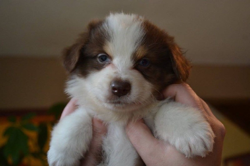 Publication : De l'Univers d'Evine Auteur : Margot Guillet