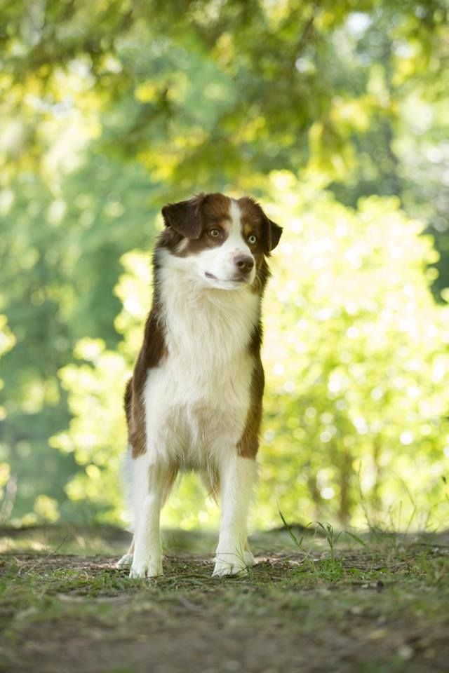 Publication : De l'Univers d'Evine Auteur : Margot Guillet