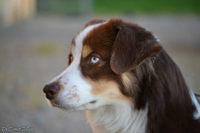 Publication : De l'Univers d'Evine Auteur : Margot Guillet