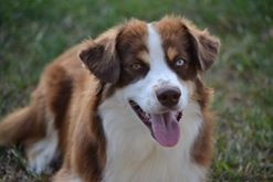 Publication : De l'Univers d'Evine Auteur : Margot Guillet