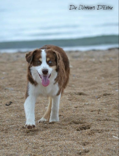 Publication : De l'Univers d'Evine Auteur : Margot Guillet