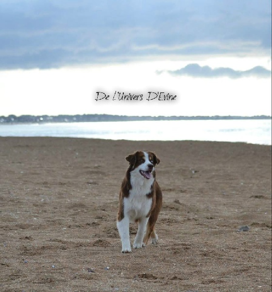 Publication : De l'Univers d'Evine Auteur : Margot Guillet