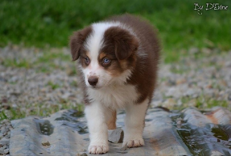 Publication : De l'Univers d'Evine Auteur : Margot Guillet