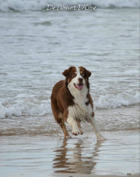 Publication : De l'Univers d'Evine Auteur : Margot Guillet