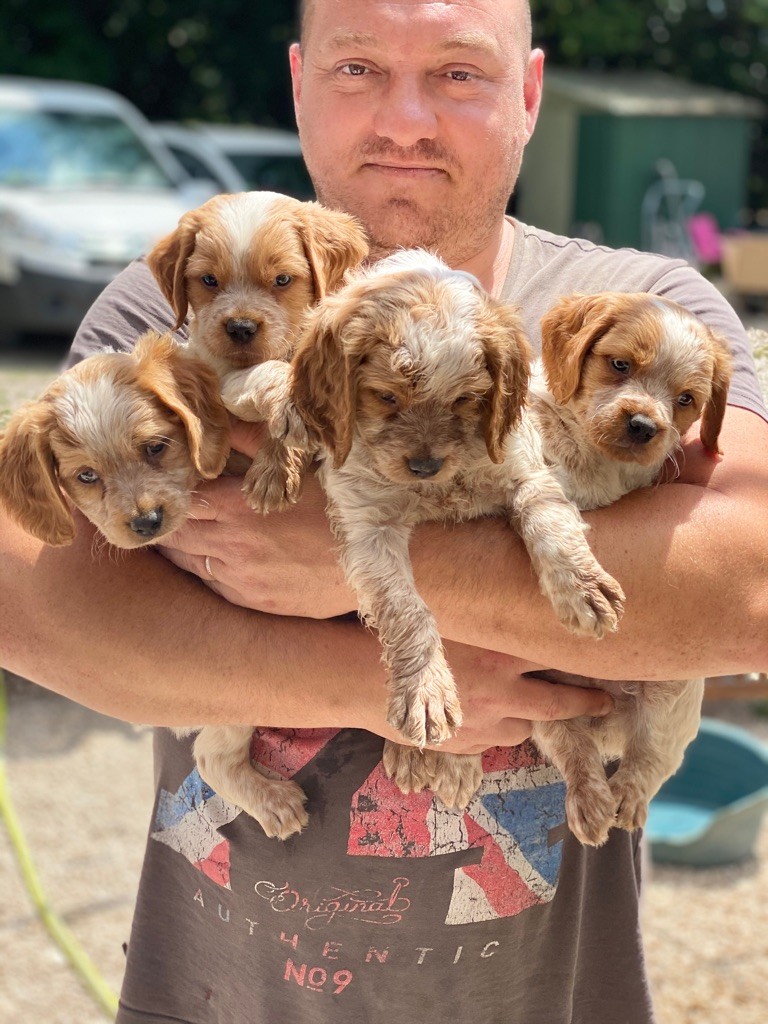 Chiot Epagneul Breton, ROXY, femelle disponible en