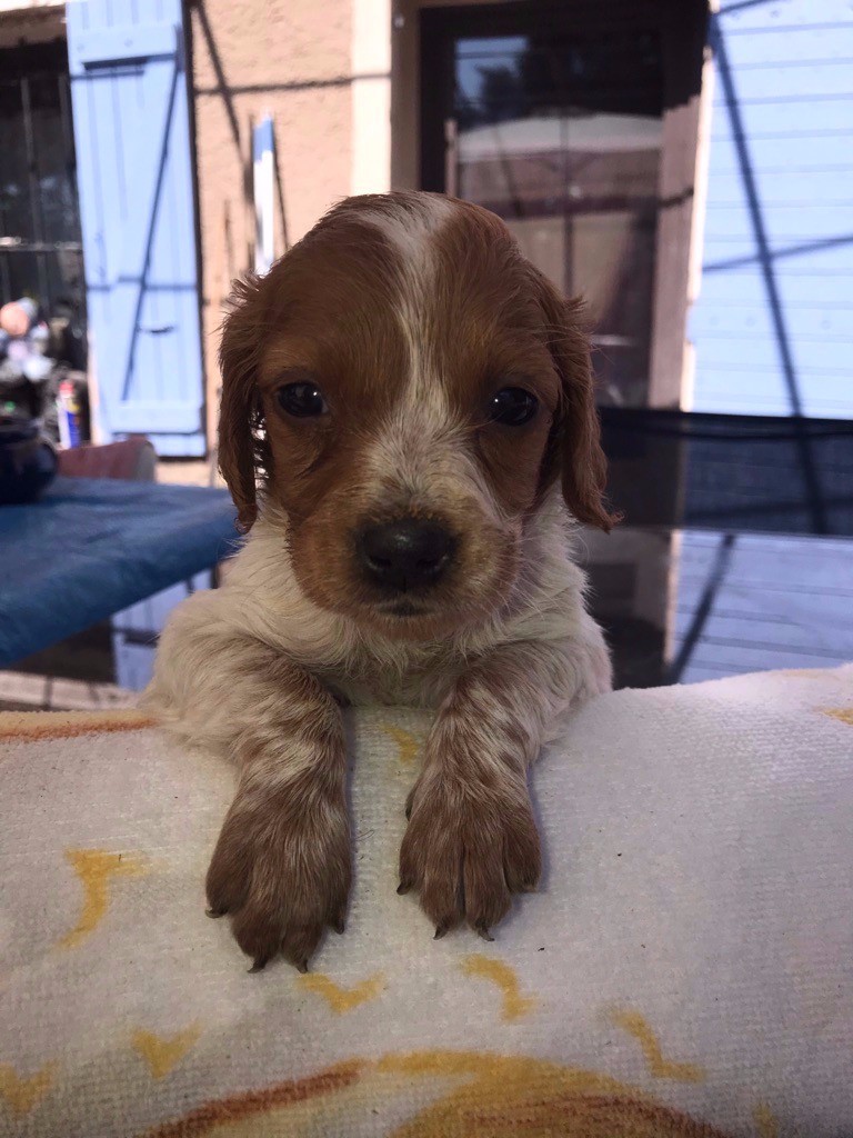 Chiot Epagneul Breton, PERLE, femelle disponible en