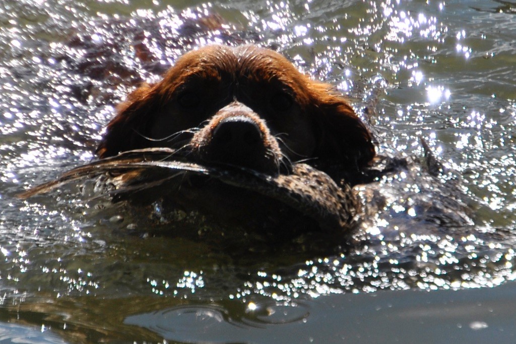 Ines Des Etangs De La Douce Crême - Rapport en eaux Profondes