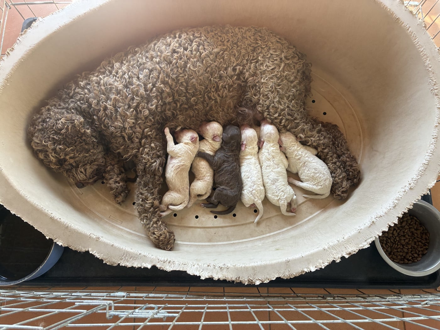 Lagotto Romagnolo - Du Riou De Cruis