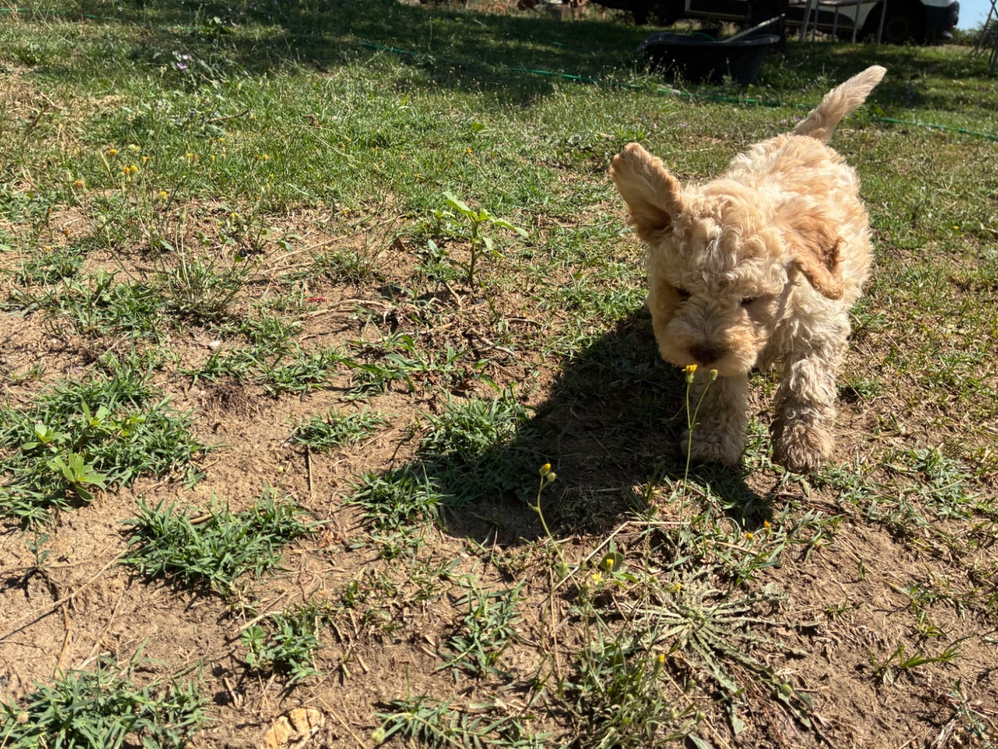 Chiot N°5 - Lagotto Romagnolo