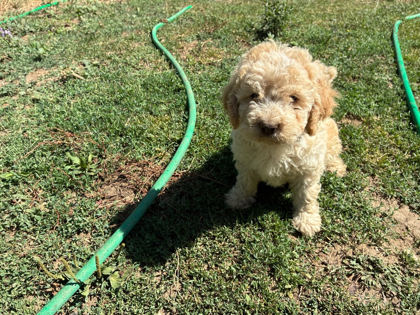 Chiot N°6 - Lagotto Romagnolo