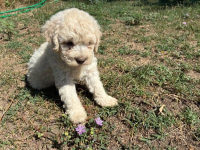 Les chiots de Lagotto Romagnolo