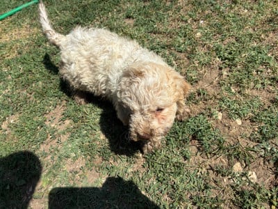 Les chiots de Lagotto Romagnolo