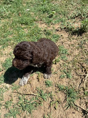 Les chiots de Lagotto Romagnolo
