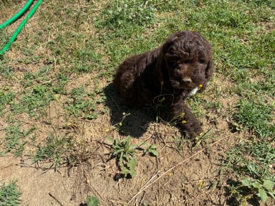 Les chiots de Lagotto Romagnolo