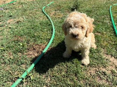 Les chiots de Lagotto Romagnolo