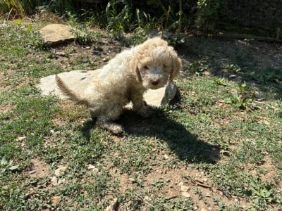 Les chiots de Lagotto Romagnolo