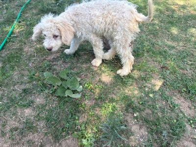 Les chiots de Lagotto Romagnolo