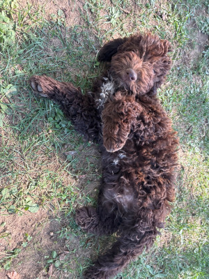 Les chiots de Lagotto Romagnolo