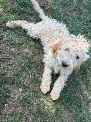 Les chiots de Lagotto Romagnolo