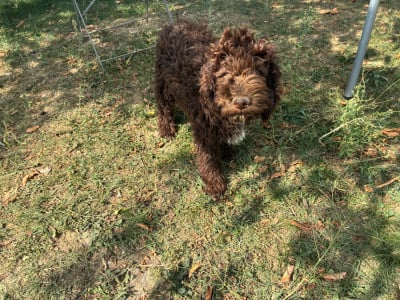 Lagotto Romagnolo