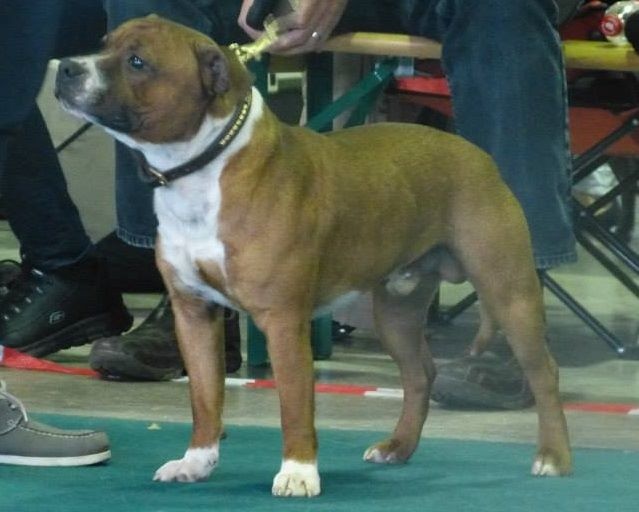 blazen staff's No comment - 1ère Excelllent + CACS (classe Jeune)