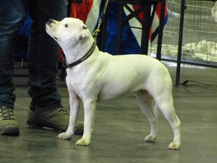 blazen staff's Yoko - Très bon non classé (classe Jeune)