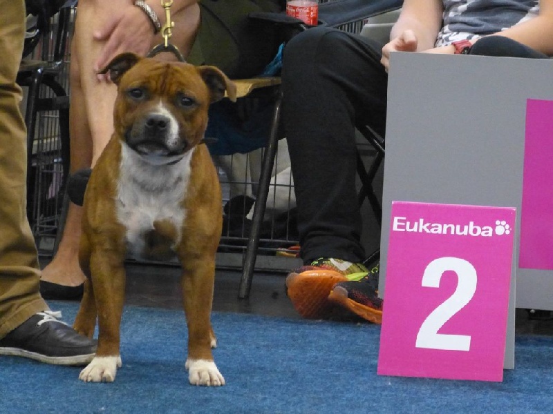 blazen staff's No comment - 2ème Excellent + R CH VDH (classe Intermédiaire)