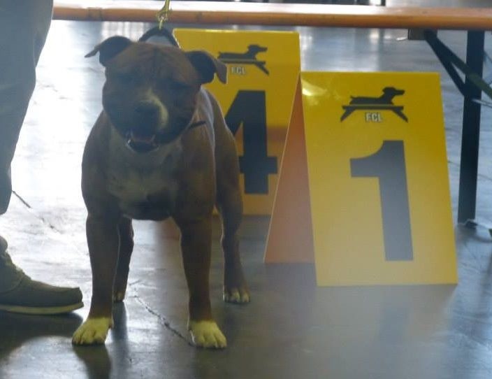 blazen staff's No comment - 1ère Excelllent + CACS + Jeune Champion du Luxembourg (classe Jeune)