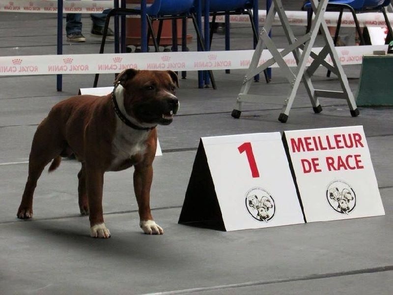 blazen staff's No comment - 1er Excellent + CACS + Meilleur de race + 2ème groupe 3 (classe Ouverte)