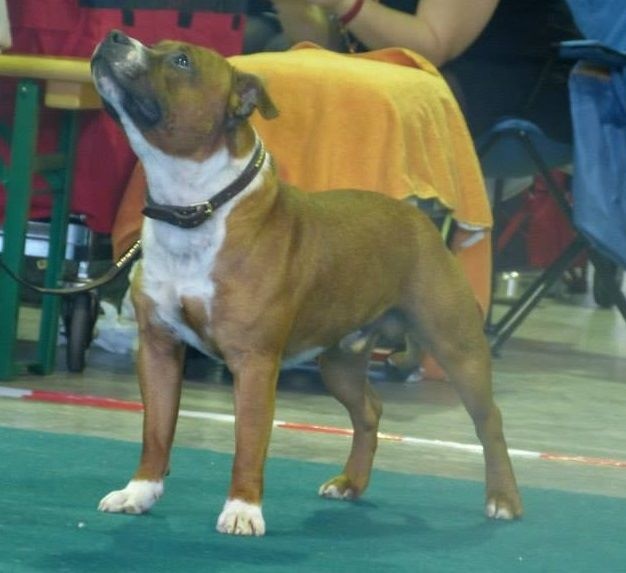 blazen staff's No comment - 1ère Excelllent + CACS (classe Jeune)