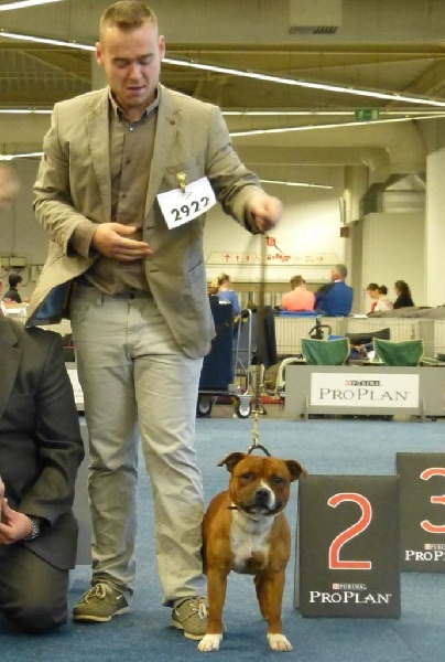 blazen staff's No comment - 2ème Excellent + R CH VDH (classe Intermédiaire)