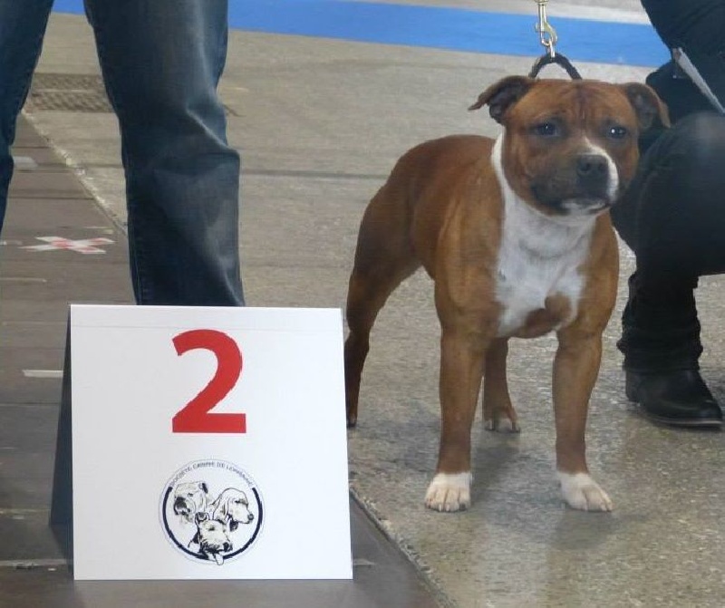 blazen staff's No comment - 2ème Excellent (classe Intermédiaire)