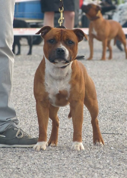 blazen staff's No comment - 2ème Excellent (classe Intermédiaire)