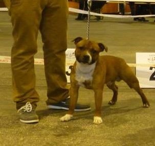 blazen staff's No comment - 3ème Excellent (classe Jeune)