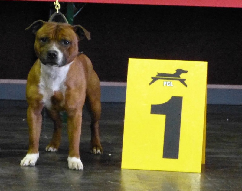 blazen staff's No comment - 1er Excellent + CACS (classe Ouverte)