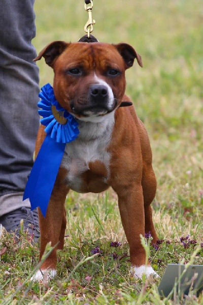 blazen staff's No comment - 2ème Excellent (classe Ouverte)