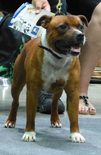 blazen staff's No comment - Très bon non classé (classe Ouverte)